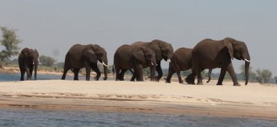 Elephants-Crossing-Zambezi-600x277